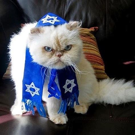 Jewish Cats Cats Pet Costumes Cute Cats