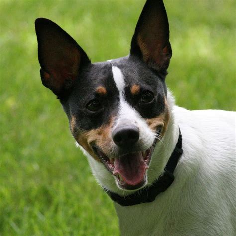 Rat Terrier Pedigree Database