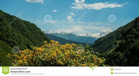 Spring Flowers In The Mountain Stock Photo Image Of Snowy Europe