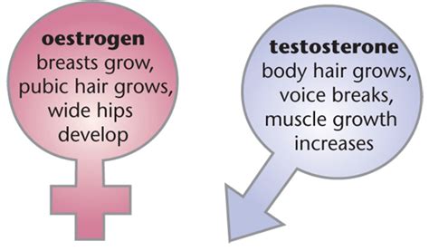 Hormones Uses In Reproduction Gcse Revision Biology Human Body