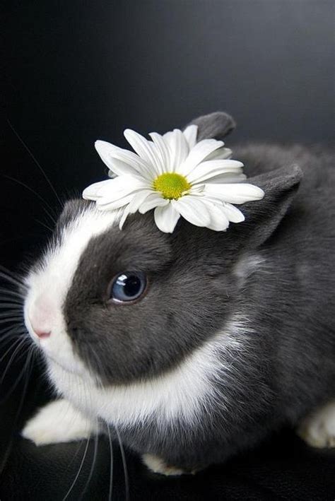 Bunny Rabbit Flower Crown Country Hills Mountains Pinterest