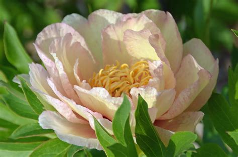 Southern Peony 2016 Intersectional Peony Blooms Mid Week 4