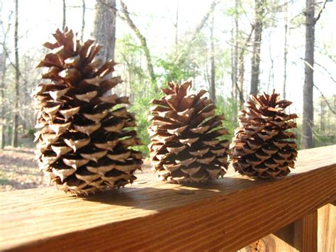 Pine Cones Rustic Home Decor Wedding Decor Natural Craft Supply Georgia