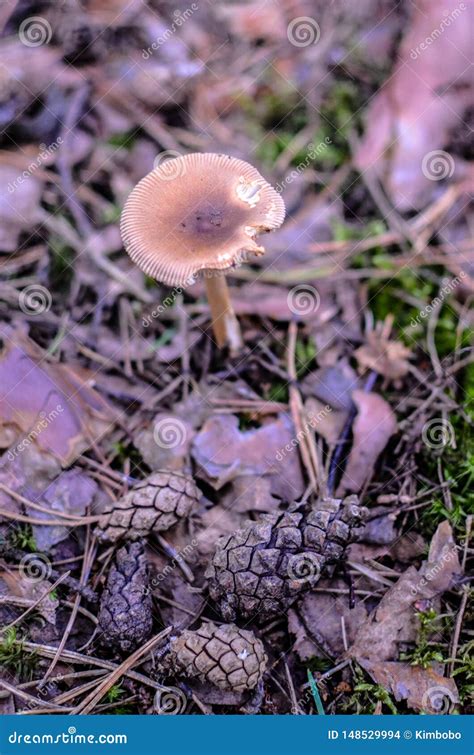 Forest Edible Mushrooms Grow In A Pine Forest Stock Photo Image Of