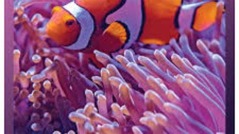 Coral Reef Aquarium Collection Best Relax Music Sleep Music Study