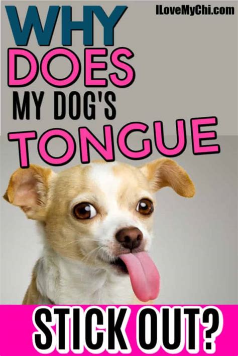 Why Does My Dogs Tongue Stick Out I Love My Chi