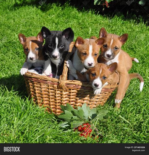 Funny Red Basenji Dogs Image And Photo Free Trial Bigstock