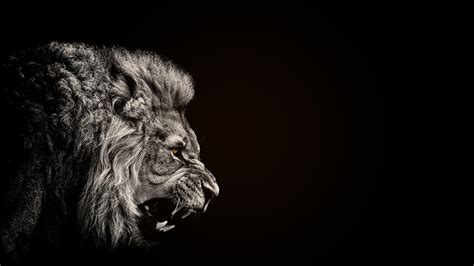 Download beautiful, curated free backgrounds on unsplash. animals, Lion, Black Wallpapers HD / Desktop and Mobile ...