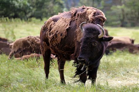 Bos Bison Foto And Bild Natur Bison Tiere Bilder Auf Fotocommunity