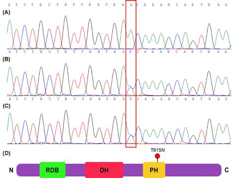 Sanger Sequencing Confirming Homozygous C1844c A Mutation In The Download Scientific Diagram