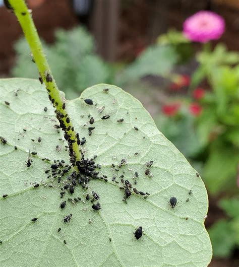 Organic Aphid Control Ways To Get Rid Of Aphids Organic Aphid
