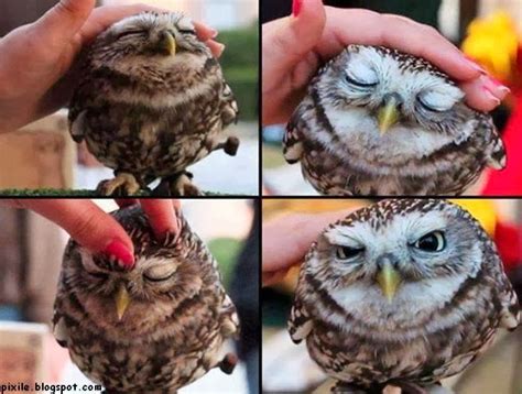 Adorable Pictures Of Cute Baby Owl Pixile