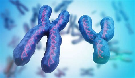 X Chromosome Vs Y Chromosome Differences And Similarities Genetic