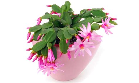 Easter Cactus Vs Christmas Cactus Is There A Difference A Z Animals