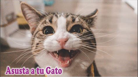 30 Gatos Maullando Sonidos De Gatos Maullidos Youtube