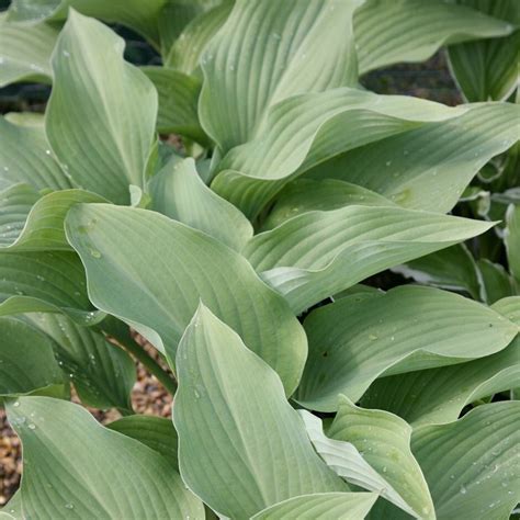 Hosta Krossa Regal Plantain Lily From Antheia Gardens