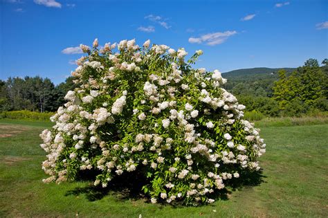 11 Best Trees And Shrubs With White Flowers