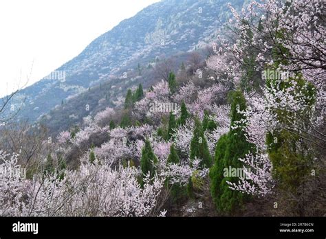 Discover the breathtaking beauty of a sunlit forest adorned with