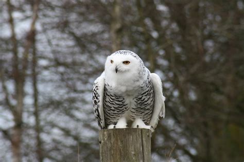 Free Stock Photo Of Bird Of Prey Snowy Owl