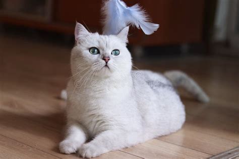 Adorable British Shorthair Cat With Vibrant Green Eyes Stock Image