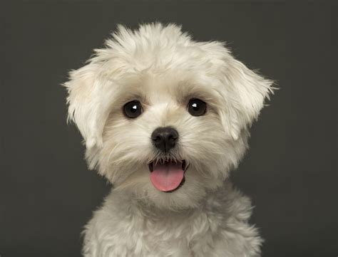 Five Hypoallergenic Puppies That Are Perfect Furry Babies