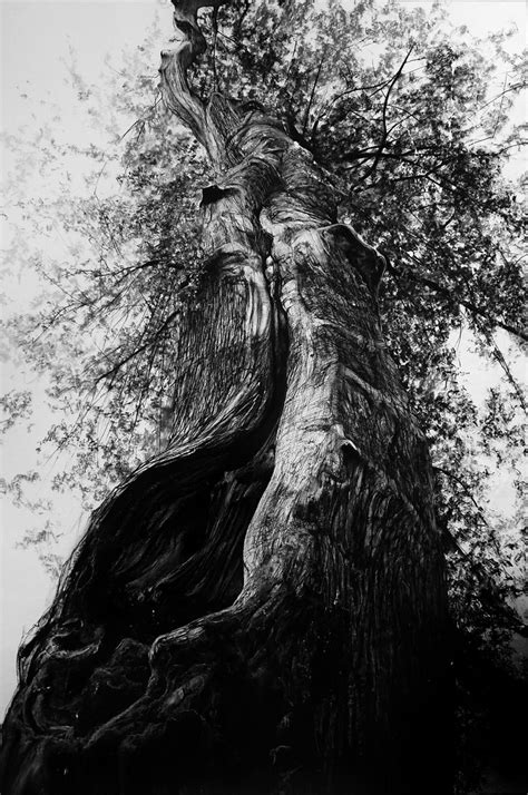 When creating a piece, the need to establish what charcoals come in many forms, from pencils to thick sticks to chunks, and the specific medium you decide to use is up to you. Pin by Ursa Minor on Trees in art (pencil, charcoal ...
