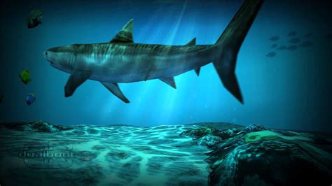 Koleksi Ocean Hd Live Wallpaper Shark Pack Wallpaper Kerang
