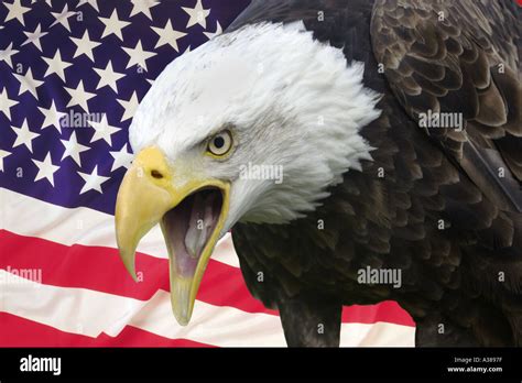 Top 81 Imagen Porque El Aguila Es El Simbolo De Estados Unidos