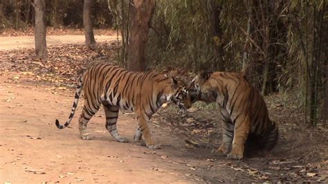 Tiger Mating In Bandhavgarh Tiger Reserve India Famous Tigers Bamera