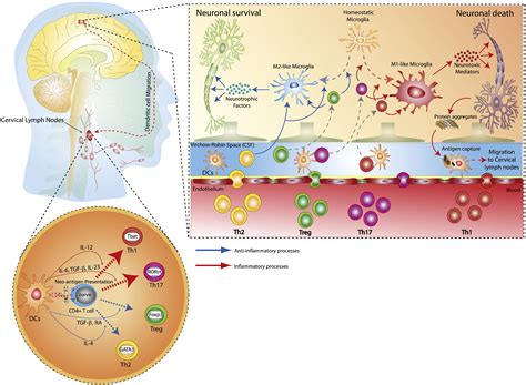Neuroimmune Regulation Of Microglial Activity Involved In