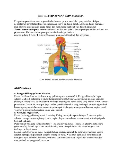 Rongga hidung dan faring 2). Sistem pernafasan pada manusia dr lelyyy