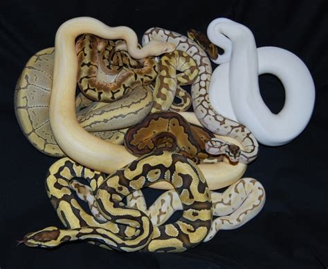 69 best images about Ball Python on Pinterest | Pewter ...