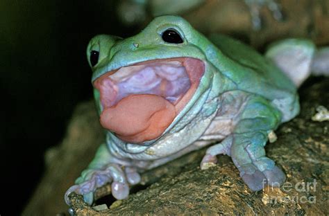 Tree Frog Mouth