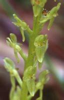 Hammārbya) — монотипный род травянистых растений семейства орхидные. Hammarbya paludosa (wątlik błotny)