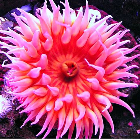 Vibrant Pink Sea Anemone