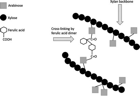 Arabinoxylan Cross Linking Via A Ferulic Acid Dimer Such As In An
