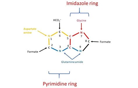 Purine Synthesis Biochemistry Basics By Dr Amit Maheshwari