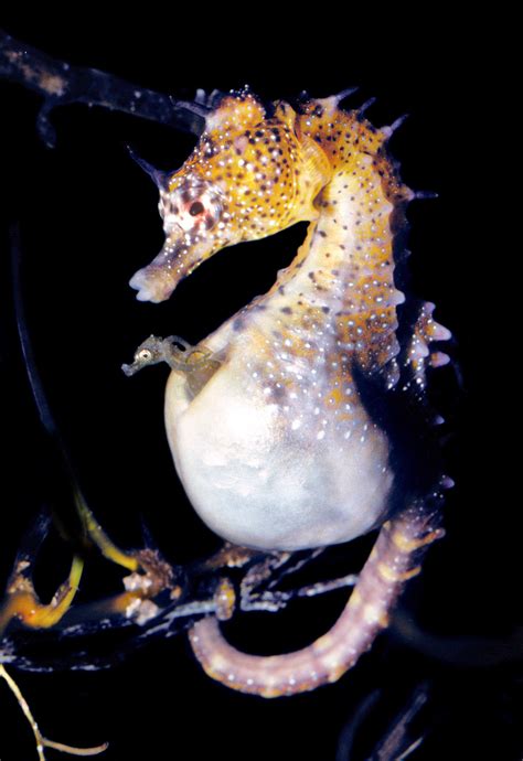 Male Seahorse And Human Pregnancies Remarkably Alike The University