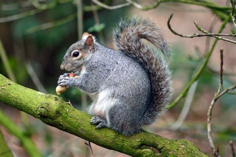 Grey Squirrel Eating Stock Image Image Of Sciurus Native 15292401