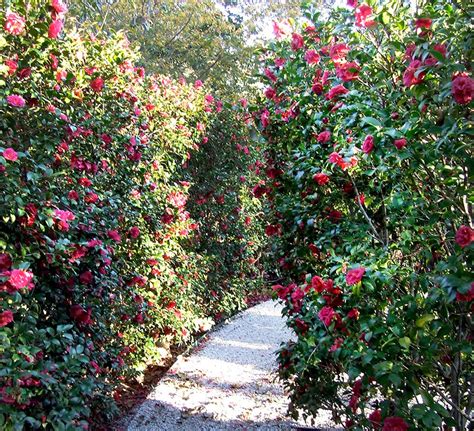 The Martha Brooks Camellia Garden Dallas Arboretum And Botanical Garden