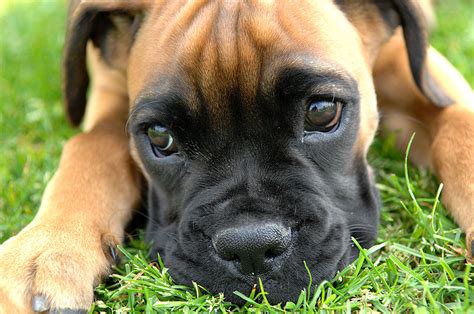 Puppy World Cute Boxer Puppy Pictures