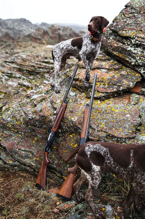 German Short Haired Pointer The Life And Times Of The Plume German