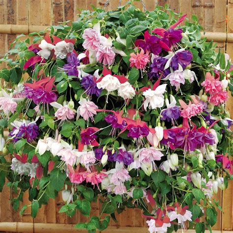 Due to higher water needs, place in larger containers so that plants don't dry out during hot summer months. 253 best images about Fuchsias BASKET-- фуксии. Fuchsias ...