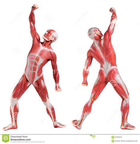 The back's muscles start at the top of the back (named the cervical vertebrae) and go to the tailbone (also named the coccyx). Male Anatomy Of Muscular System (front And Back View) Stock Photo - Image: 61352676