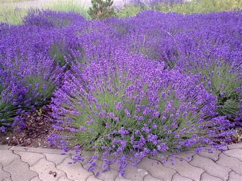 Free Images Flower Purple Herb Shrub Mood Flowering Plant