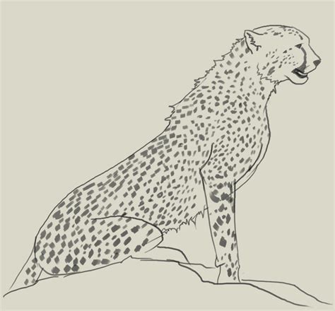 Cheetah Drawing Easy Face How To Draw A Cheetah Face Drawingnow