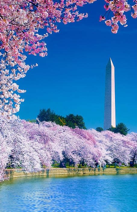 G8 Pictures Cherry Blossom Festival Washington Dc