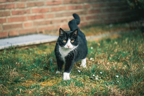 If you answered yes to any of these questions, then your cat is in fact showing at least one of the signs of feline dementia or cds. Free Photo | Cute black cat staring at the camera on the ...