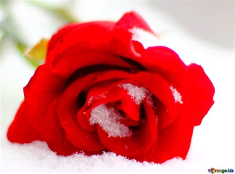 Cover Red Roses In The Snow Download Free Picture №18099