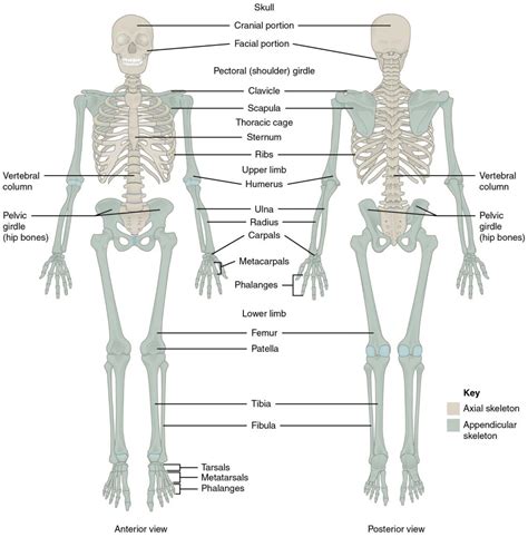 The Skeletal System Human Nutrition